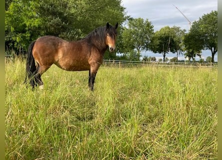 Noriker, Merrie, 9 Jaar, 163 cm, Bruin