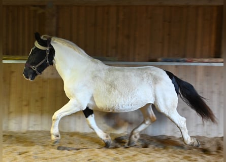 Noriker, Merrie, 9 Jaar