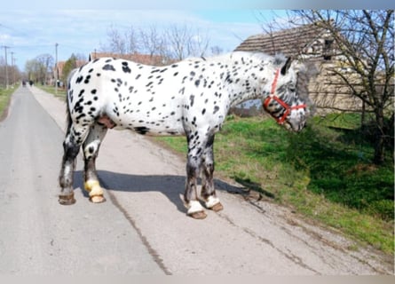 Noriker, Ogier, 6 lat