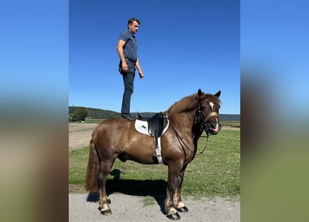 Noriker, Ruin, 10 Jaar, 160 cm, Donkere-vos