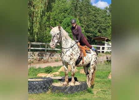 Noriker, Ruin, 15 Jaar, 167 cm, Appaloosa