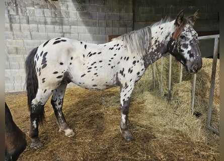 Noriker, Ruin, 1 Jaar
