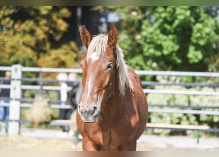 Noriker, Ruin, 2 Jaar, 155 cm, Vos