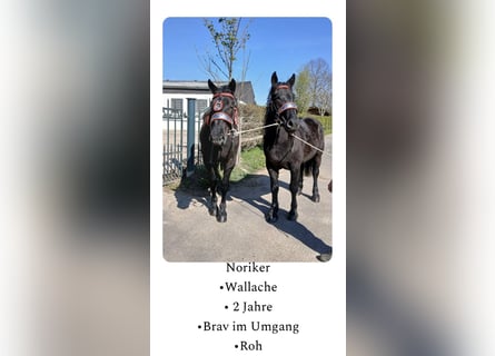 Noriker, Ruin, 2 Jaar, Zwart