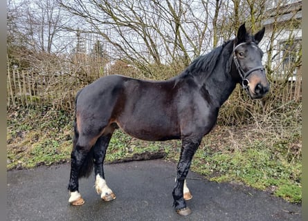 Noriker, Ruin, 3 Jaar, 160 cm, Zwart