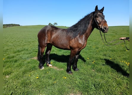 Noriker, Ruin, 3 Jaar, 168 cm