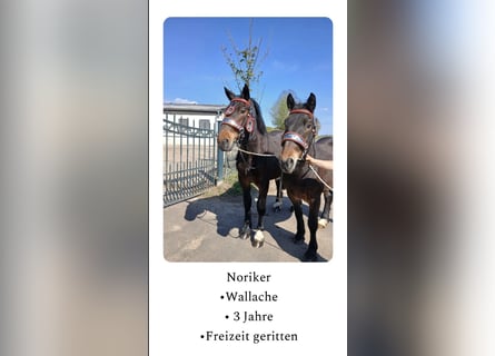 Noriker, Ruin, 3 Jaar, Bruin