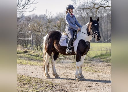 Noriker, Ruin, 4 Jaar, 152 cm, Gevlekt-paard