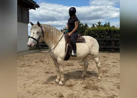 Noriker, Ruin, 6 Jaar, 171 cm, Schimmel