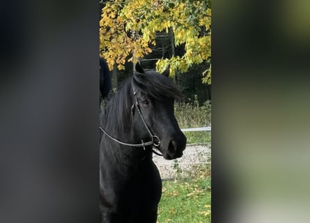 Noriker, Ruin, 9 Jaar, 160 cm, Zwart