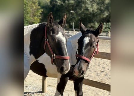 Noriker, Stallion, 1 year, 14.2 hh, Pinto
