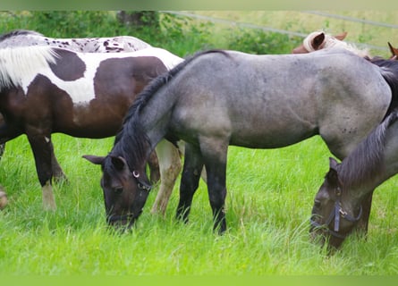 Noriker, Stallion, 1 year, 17 hh