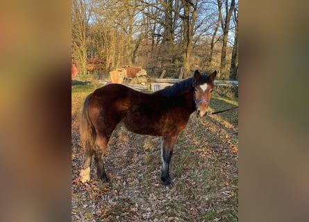 Noriker, Stallion, 1 year, Black