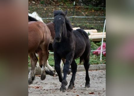 Noriker, Stallion, 1 year, Black