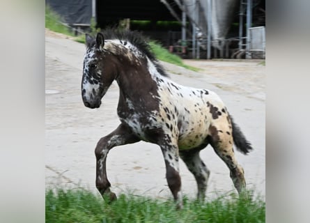 Noriker, Stallion, 1 year