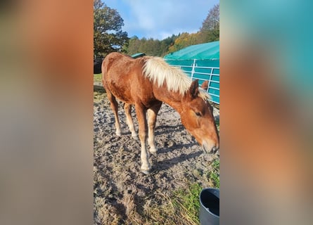 Noriker, Stallion, 1 year, Chestnut-Red