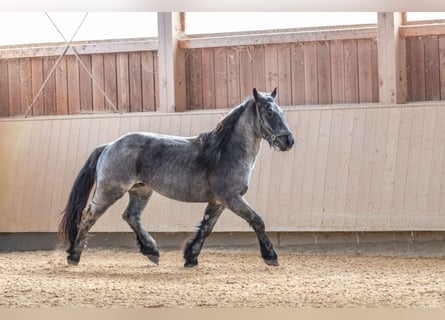 Noriker, Stallion, 3 years, 14.3 hh