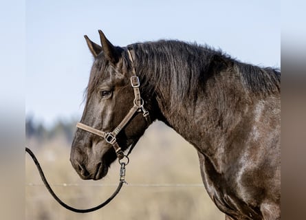 Noriker, Stallion, 3 years, 16,1 hh, Bay-Dark