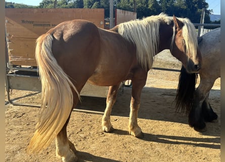 Noriker, Stallion, 5 years, Chestnut-Red