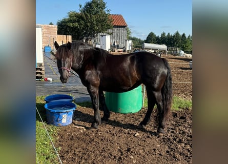 Noriker, Stallion, 6 years, 15,3 hh, Black