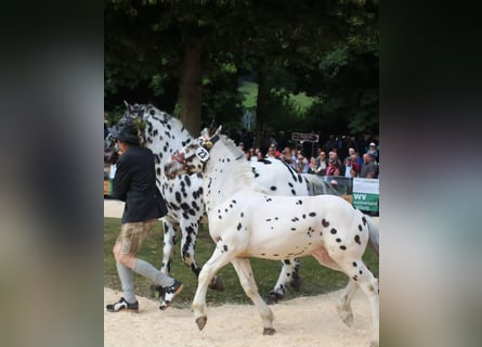 Noriker, Stallion, Foal (01/2025)