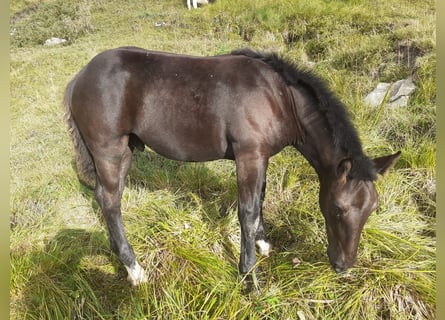 Noriker, Stallion, Foal (01/2026)
