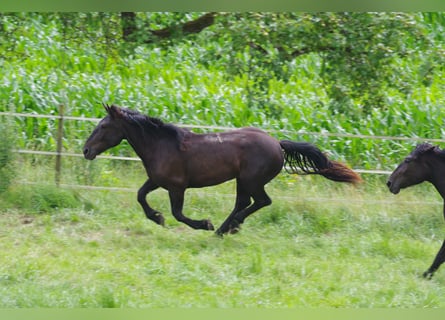 Noriker, Sto, 2 år, 167 cm, Svart