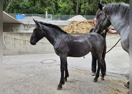 Noriker, Sto, Föl (03/2024), Braunfalbschimmel