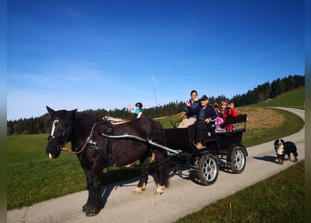 Noriker, Stute, 12 Jahre, 159 cm, Rappe