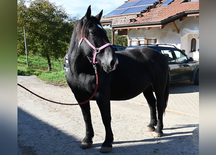 Noriker, Stute, 13 Jahre, 156 cm