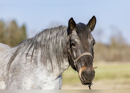 Noriker, Stute, 13 Jahre, 167 cm, Blauschimmel