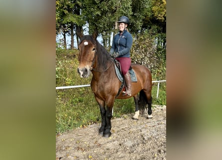 Noriker, Stute, 15 Jahre, 155 cm, Brauner