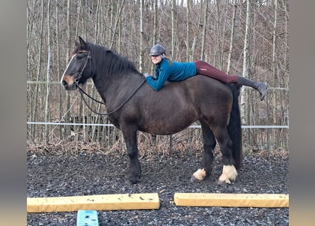 Noriker, Stute, 16 Jahre, 159 cm, Dunkelbrauner