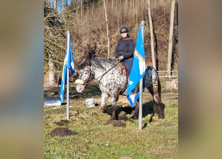 Noriker, Stute, 16 Jahre, 162 cm, Tigerschecke