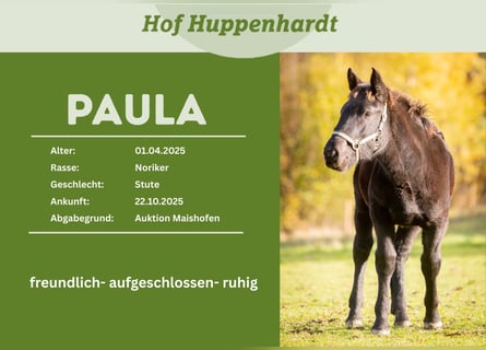 Noriker, Stute, 1 Jahr, 162 cm, Rappe