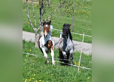 Noriker, Stute, 1 Jahr, Braunfalbschimmel