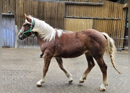 Noriker, Stute, 1 Jahr