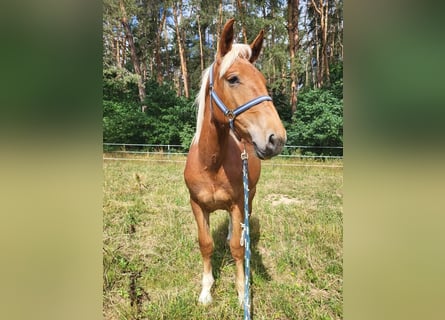 Noriker, Stute, 1 Jahr, Fuchs