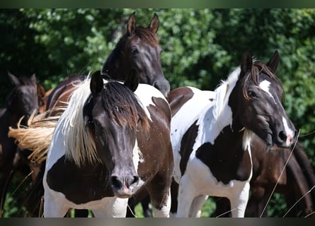 Noriker, Stute, 1 Jahr, Tobiano-alle-Farben