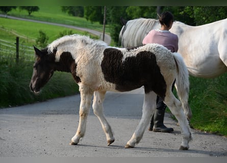 Noriker, Stute, 1 Jahr, Tobiano-alle-Farben