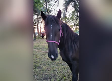 Noriker, Stute, 2 Jahre, Rappe