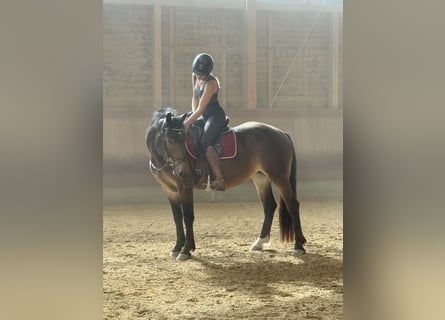 Noriker, Stute, 3 Jahre, 150 cm, Brauner