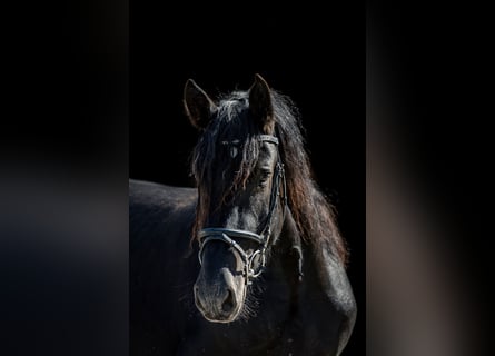 Noriker, Stute, 3 Jahre, 158 cm, Rappe