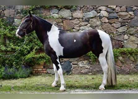 Noriker, Stute, 3 Jahre, 165 cm, Schecke