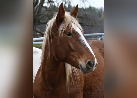 Noriker, Stute, 3 Jahre, Dunkelfuchs