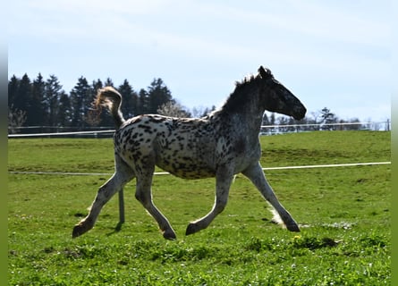 Noriker, Stute, 3 Jahre