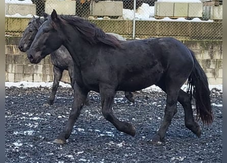 Noriker, Stute, 3 Jahre, Rappe