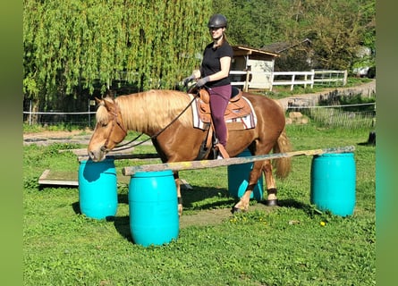 Noriker, Stute, 4 Jahre, 155 cm, Fuchs