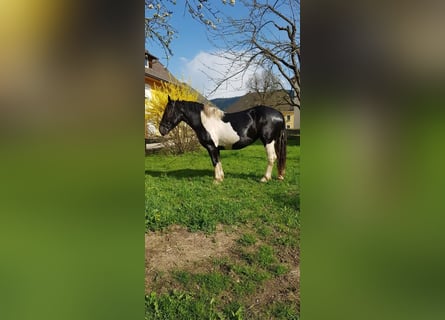 Noriker, Stute, 6 Jahre, 155 cm
