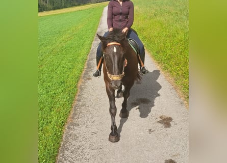 Noriker, Stute, 9 Jahre, 170 cm